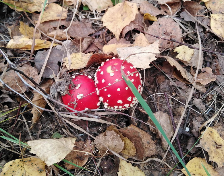 Мухоморы в лесу